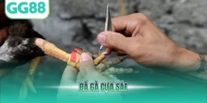 Đá gà cựa sắt