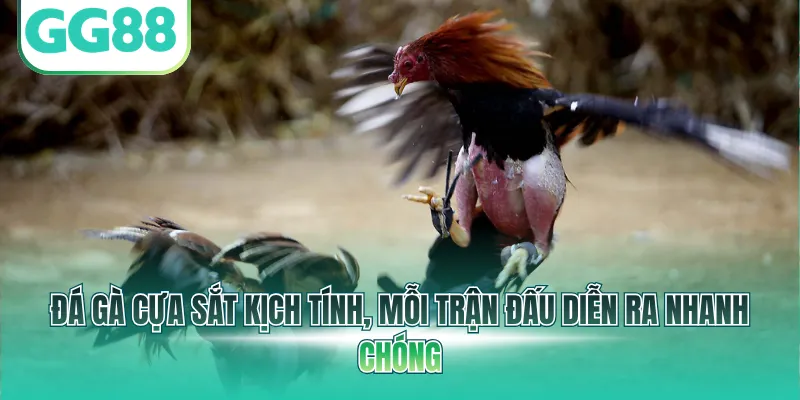 Đá gà cựa sắt kịch tính, mỗi trận đấu diễn ra nhanh chóng
