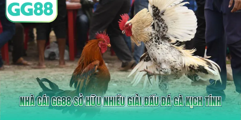 Nhà cái GG88 sở hữu nhiều giải đấu đá gà kịch tính